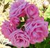 Royal Bonica rose photo