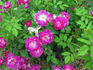 Bengale Maheca rose photo