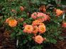 Crackling Fire ™ rose photo