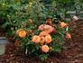 Crackling Fire ™ rose photo