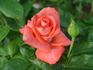 Vera Johns rose photo