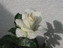 Casta Diva ® rose photo