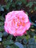 Wandering Minstrel rose photo