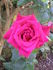 Ernest H. Morse rose photo