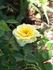 Buttermint ™ rose photo