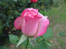 Elizabeth Park Centennial rose photo