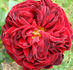 Black Garnet rose photo