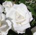 Jack Frost rose photo