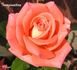 Imagination rose photo
