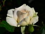 Lod. Lavki rose photo