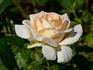 Lod. Lavki rose photo