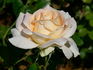 Lod. Lavki rose photo