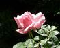 Columbus Queen rose photo