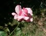 Columbus Queen rose photo
