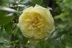 Gruss an Oldenburg rose photo