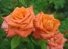 Vera Johns rose photo