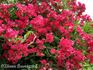 Clematis rose photo