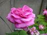 Triomphe d'Alençon rose photo