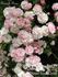Emerick Rose rose photo