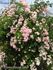 Emerick Rose rose photo
