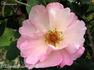 Elfenreigen rose photo