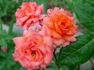 Fancy Amazone rose photo