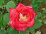Front Page ™ rose photo