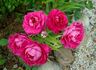 Incense Indigo ™ rose photo
