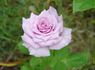 Pacific Blue rose photo