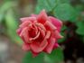 This Is The Day ™ rose photo