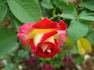 Front Page ™ rose photo