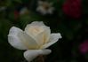 Nelson's Pride rose photo