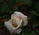 Nelson's Pride rose photo