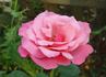 Columbus Queen rose photo