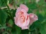 Origami ™ rose photo