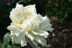 König Laurin rose photo