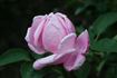 Jean-Baptiste Casati rose photo