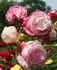 Jupiter rose photo
