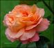 Hawaiian Sunset rose photo