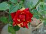Fall Festival ™ rose photo