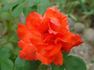 Sanka rose photo