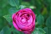 Charles Dickens rose photo