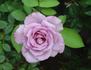 Blue Violet rose photo