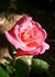 Peachblow rose photo