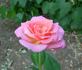 Peachblow rose photo