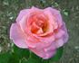 Peachblow rose photo