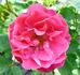 John Franklin rose photo