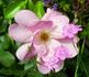 Simon Fraser rose photo