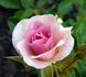 Royal Edward rose photo
