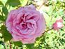 Unforgettable ® rose photo